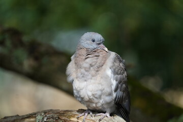 Common wood pigeon