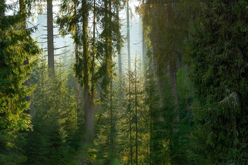 Forest landscape, sunset rays coming through the fir trees, horizontal image, Horehronie, Slovakia, Europe 