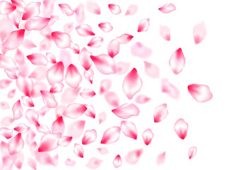 Pink cherry blossom petals isolated