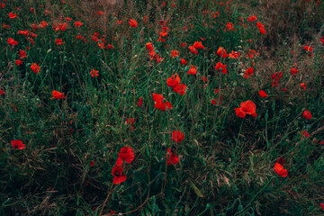 Naklejka premium Bright red poppies bloom in the poppy field in summer