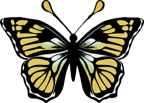 recommend clip art: bella silueta de una mariposa aislada en fondo blanco (vector)