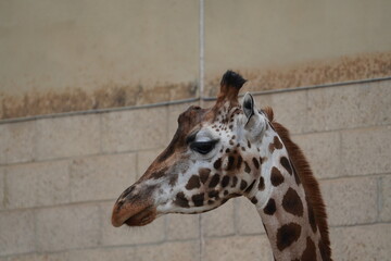 Rothschild's giraffe © Colin