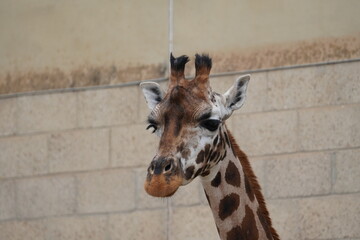 Rothschild's giraffe © Colin