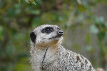 Meerkat

