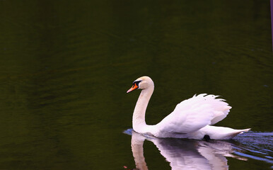 Fototapeta premium A white swan swims at high speeds on green water...