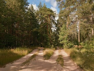 Pine trees in the forest. Tall and young woods. Summer nature landscape. Ecotourism. Country rural sand road. Sunny day.