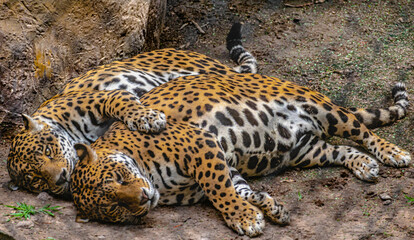 Tigres amorosos