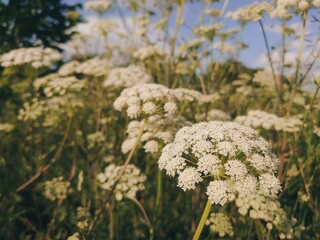 Angelica sylvestris or wild flowering plant, native to Europe and central Asia. Blooming summer field or meadow.