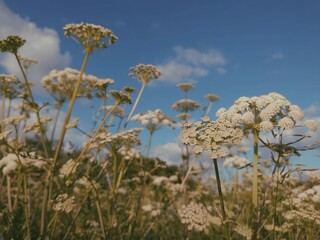 Fototapeta premium Angelica sylvestris or wild flowering plant, native to Europe and central Asia. Blooming summer field or meadow.
