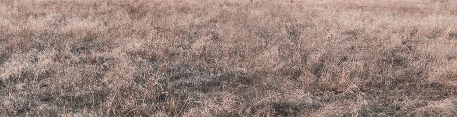 Panorama of dry grass in a meadow, stems of dry tall vegetation, horizontal background