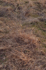 Yellowed dry grass on the field. Stems of dry tall vegetation, yellowed meadow grass, background