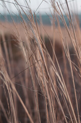 Stems of yellow dry grass close-up on a blurred background of the horizon