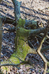 Close-up of a fallen tree in the forest. overgrown with green moss