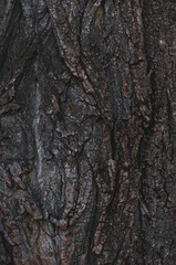 Natural wood texture background closeup of old tree bark. Abstract background, nature tree wallpaper