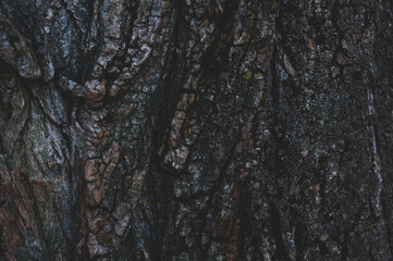Tree bark texture pattern close-up, old maple wood trunk as background.