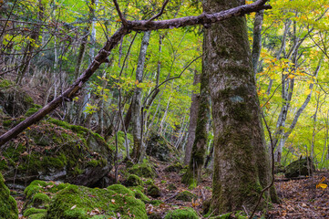 Naklejka premium 奈良県天川村の秋風景