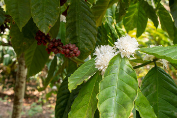 Coffee flowers in its plant forming a beautiful background
