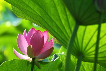 神聖な花