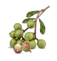 Macadamia nuts with leaves isolated on transparent background (.PNG)