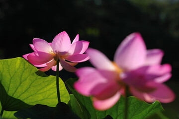 神聖な花