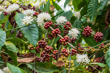 Coffee flowers in its plant forming a beautiful background
