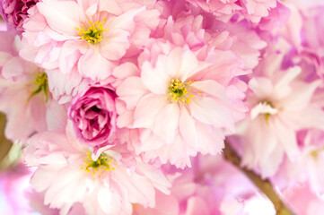 Close-up of pink cherry blossom flowers with leaves on a branch