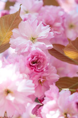 Blossoming cherry tree branch with pink flowers, beautiful blooming Japanese sakura close-up.