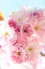 Blossoming cherry tree branch with pink flowers, beautiful blooming Japanese sakura close-up.