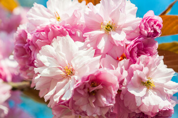 Close up view of blossoming pink flowers of cherry tree
