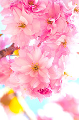Delicate pink sakura flowers in the spring garden close-up.