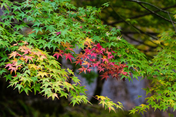 奈良県天川村の秋風景