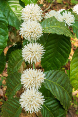 Coffee flowers in its plant forming a beautiful background
