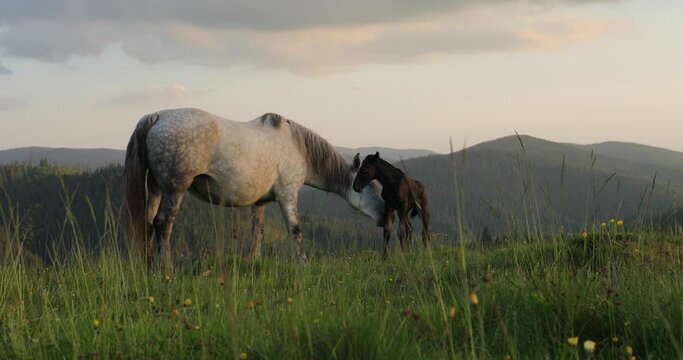 A white female of wild horse gave birth to a young newborn foal horses on a grassy meadow surrounded by spruce forest at sunset in the mountains.