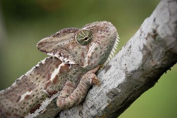 chameleon on a branch