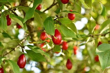 Red fruits of dogwood on the branches.