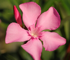Fototapeta na wymiar Pink flower of oleander Nerium blooming in the garden, stamens and pistils