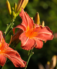 Flower of daylily hybrid Hemerocallis blooming in the garden, stamens and pistils