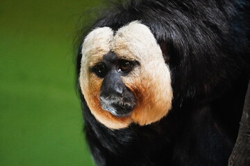 White faced saki