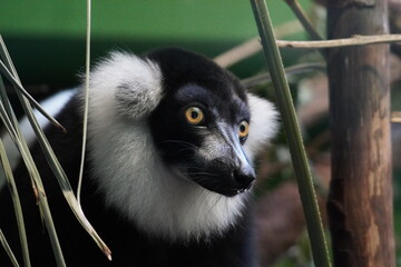 Black and white ruffed lemur
