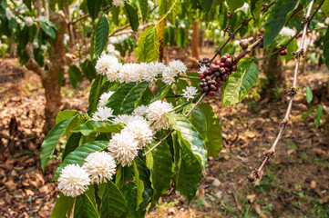 Coffee flowers in its plant forming a beautiful background

