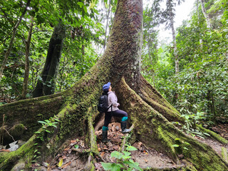 Obraz premium Rear view of woman looking up at the tall and big tree in the jungle of borneo in Tabin Wildlife Lahad Datu