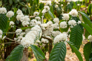 Coffee flowers in its plant forming a beautiful background

