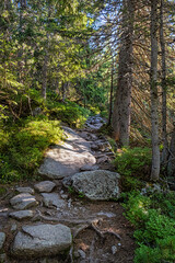 Footpath in coniferous forest, High Tatras mountains, Slovakia