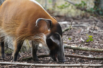 Red river hog