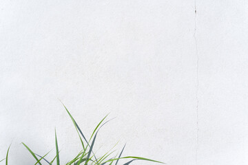 White concrete wall texture background with shadow of green grass leaves