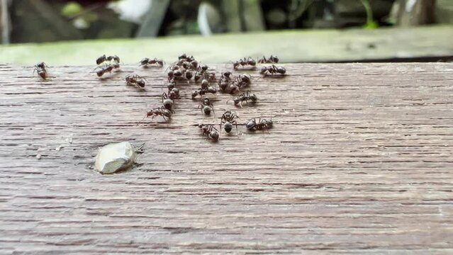 lots of ants walking on the floor of the house