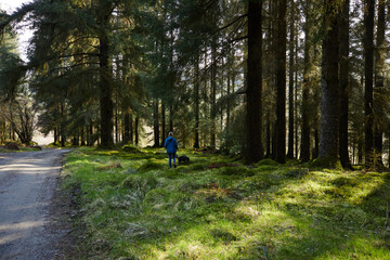 Adult female walking with dogs in Glenbranter forest, Strachur, Argyll and Bute