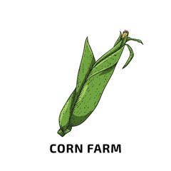 green corn engraving art vector