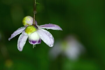 森に垂れ下がるランプ