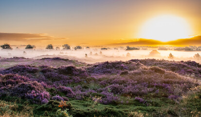 Moors in fog at sunrise